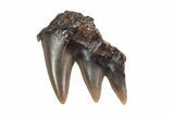 Rooted Carcharodontosaurus Tooth #71086-6